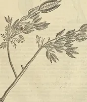 An illustration from Historia naturalis Brasiliae, : auspicio et beneficio illustriss. I. Mauritii Com. Nassau ... adornata : in qua non tantum plantæ et animalia, sed et indigenarum morbi, ingenia et mores describuntur et iconibus supra quingentas illustrantur (1648)