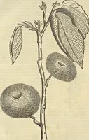 An illustration from Historia naturalis Brasiliae, : auspicio et beneficio illustriss. I. Mauritii Com. Nassau ... adornata : in qua non tantum plantæ et animalia, sed et indigenarum morbi, ingenia et mores describuntur et iconibus supra quingentas illustrantur (1648)