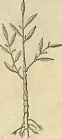 An illustration from Historia naturalis Brasiliae, : auspicio et beneficio illustriss. I. Mauritii Com. Nassau ... adornata : in qua non tantum plantæ et animalia, sed et indigenarum morbi, ingenia et mores describuntur et iconibus supra quingentas illustrantur (1648)