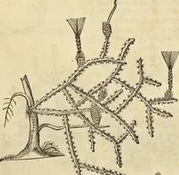 An illustration from Historia naturalis Brasiliae, : auspicio et beneficio illustriss. I. Mauritii Com. Nassau ... adornata : in qua non tantum plantæ et animalia, sed et indigenarum morbi, ingenia et mores describuntur et iconibus supra quingentas illustrantur (1648)