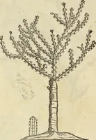An illustration from Historia naturalis Brasiliae, : auspicio et beneficio illustriss. I. Mauritii Com. Nassau ... adornata : in qua non tantum plantæ et animalia, sed et indigenarum morbi, ingenia et mores describuntur et iconibus supra quingentas illustrantur (1648)
