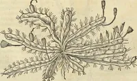 An illustration from Historia naturalis Brasiliae, : auspicio et beneficio illustriss. I. Mauritii Com. Nassau ... adornata : in qua non tantum plantæ et animalia, sed et indigenarum morbi, ingenia et mores describuntur et iconibus supra quingentas illustrantur (1648)