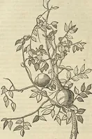 Picture 240 of 397 from Historia naturalis Brasiliae, : auspicio et beneficio illustriss. I. Mauritii Com. Nassau ... adornata : in qua non tantum plantæ et animalia, sed et indigenarum morbi, ingenia et mores describuntur et iconibus supra quingentas illustrantur (1648), leaf 275