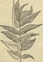 Picture 242 of 397 from Historia naturalis Brasiliae, : auspicio et beneficio illustriss. I. Mauritii Com. Nassau ... adornata : in qua non tantum plantæ et animalia, sed et indigenarum morbi, ingenia et mores describuntur et iconibus supra quingentas illustrantur (1648), leaf 276