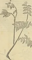 An illustration from Historia naturalis Brasiliae, : auspicio et beneficio illustriss. I. Mauritii Com. Nassau ... adornata : in qua non tantum plantæ et animalia, sed et indigenarum morbi, ingenia et mores describuntur et iconibus supra quingentas illustrantur (1648)