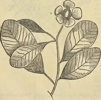 An illustration from Historia naturalis Brasiliae, : auspicio et beneficio illustriss. I. Mauritii Com. Nassau ... adornata : in qua non tantum plantæ et animalia, sed et indigenarum morbi, ingenia et mores describuntur et iconibus supra quingentas illustrantur (1648)