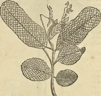 An illustration from Historia naturalis Brasiliae, : auspicio et beneficio illustriss. I. Mauritii Com. Nassau ... adornata : in qua non tantum plantæ et animalia, sed et indigenarum morbi, ingenia et mores describuntur et iconibus supra quingentas illustrantur (1648)