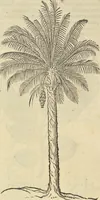 Picture 248 of 397 from Historia naturalis Brasiliae, : auspicio et beneficio illustriss. I. Mauritii Com. Nassau ... adornata : in qua non tantum plantæ et animalia, sed et indigenarum morbi, ingenia et mores describuntur et iconibus supra quingentas illustrantur (1648), leaf 281