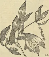 An illustration from Historia naturalis Brasiliae, : auspicio et beneficio illustriss. I. Mauritii Com. Nassau ... adornata : in qua non tantum plantæ et animalia, sed et indigenarum morbi, ingenia et mores describuntur et iconibus supra quingentas illustrantur (1648)