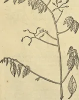An illustration from Historia naturalis Brasiliae, : auspicio et beneficio illustriss. I. Mauritii Com. Nassau ... adornata : in qua non tantum plantæ et animalia, sed et indigenarum morbi, ingenia et mores describuntur et iconibus supra quingentas illustrantur (1648)