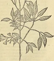 An illustration from Historia naturalis Brasiliae, : auspicio et beneficio illustriss. I. Mauritii Com. Nassau ... adornata : in qua non tantum plantæ et animalia, sed et indigenarum morbi, ingenia et mores describuntur et iconibus supra quingentas illustrantur (1648)