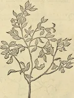 An illustration from Historia naturalis Brasiliae, : auspicio et beneficio illustriss. I. Mauritii Com. Nassau ... adornata : in qua non tantum plantæ et animalia, sed et indigenarum morbi, ingenia et mores describuntur et iconibus supra quingentas illustrantur (1648)