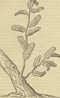 An illustration from Historia naturalis Brasiliae, : auspicio et beneficio illustriss. I. Mauritii Com. Nassau ... adornata : in qua non tantum plantæ et animalia, sed et indigenarum morbi, ingenia et mores describuntur et iconibus supra quingentas illustrantur (1648)