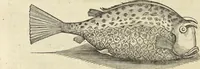 An illustration from Historia naturalis Brasiliae, : auspicio et beneficio illustriss. I. Mauritii Com. Nassau ... adornata : in qua non tantum plantæ et animalia, sed et indigenarum morbi, ingenia et mores describuntur et iconibus supra quingentas illustrantur (1648)