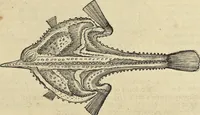 An illustration from Historia naturalis Brasiliae, : auspicio et beneficio illustriss. I. Mauritii Com. Nassau ... adornata : in qua non tantum plantæ et animalia, sed et indigenarum morbi, ingenia et mores describuntur et iconibus supra quingentas illustrantur (1648)