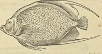 An illustration from Historia naturalis Brasiliae, : auspicio et beneficio illustriss. I. Mauritii Com. Nassau ... adornata : in qua non tantum plantæ et animalia, sed et indigenarum morbi, ingenia et mores describuntur et iconibus supra quingentas illustrantur (1648)