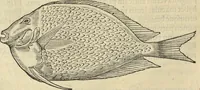 An illustration from Historia naturalis Brasiliae, : auspicio et beneficio illustriss. I. Mauritii Com. Nassau ... adornata : in qua non tantum plantæ et animalia, sed et indigenarum morbi, ingenia et mores describuntur et iconibus supra quingentas illustrantur (1648)