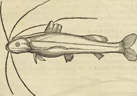 An illustration from Historia naturalis Brasiliae, : auspicio et beneficio illustriss. I. Mauritii Com. Nassau ... adornata : in qua non tantum plantæ et animalia, sed et indigenarum morbi, ingenia et mores describuntur et iconibus supra quingentas illustrantur (1648)