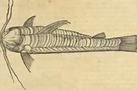 An illustration from Historia naturalis Brasiliae, : auspicio et beneficio illustriss. I. Mauritii Com. Nassau ... adornata : in qua non tantum plantæ et animalia, sed et indigenarum morbi, ingenia et mores describuntur et iconibus supra quingentas illustrantur (1648)