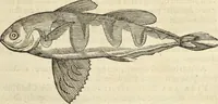 Picture 264 of 397 from Historia naturalis Brasiliae, : auspicio et beneficio illustriss. I. Mauritii Com. Nassau ... adornata : in qua non tantum plantæ et animalia, sed et indigenarum morbi, ingenia et mores describuntur et iconibus supra quingentas illustrantur (1648), leaf 300