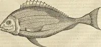 An illustration from Historia naturalis Brasiliae, : auspicio et beneficio illustriss. I. Mauritii Com. Nassau ... adornata : in qua non tantum plantæ et animalia, sed et indigenarum morbi, ingenia et mores describuntur et iconibus supra quingentas illustrantur (1648)