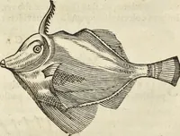 An illustration from Historia naturalis Brasiliae, : auspicio et beneficio illustriss. I. Mauritii Com. Nassau ... adornata : in qua non tantum plantæ et animalia, sed et indigenarum morbi, ingenia et mores describuntur et iconibus supra quingentas illustrantur (1648)