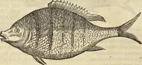 Picture 267 of 397 from Historia naturalis Brasiliae, : auspicio et beneficio illustriss. I. Mauritii Com. Nassau ... adornata : in qua non tantum plantæ et animalia, sed et indigenarum morbi, ingenia et mores describuntur et iconibus supra quingentas illustrantur (1648), leaf 303