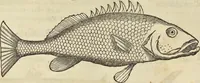 An illustration from Historia naturalis Brasiliae, : auspicio et beneficio illustriss. I. Mauritii Com. Nassau ... adornata : in qua non tantum plantæ et animalia, sed et indigenarum morbi, ingenia et mores describuntur et iconibus supra quingentas illustrantur (1648)