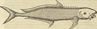 An illustration from Historia naturalis Brasiliae, : auspicio et beneficio illustriss. I. Mauritii Com. Nassau ... adornata : in qua non tantum plantæ et animalia, sed et indigenarum morbi, ingenia et mores describuntur et iconibus supra quingentas illustrantur (1648)