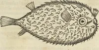 An illustration from Historia naturalis Brasiliae, : auspicio et beneficio illustriss. I. Mauritii Com. Nassau ... adornata : in qua non tantum plantæ et animalia, sed et indigenarum morbi, ingenia et mores describuntur et iconibus supra quingentas illustrantur (1648)