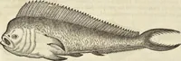 An illustration from Historia naturalis Brasiliae, : auspicio et beneficio illustriss. I. Mauritii Com. Nassau ... adornata : in qua non tantum plantæ et animalia, sed et indigenarum morbi, ingenia et mores describuntur et iconibus supra quingentas illustrantur (1648)