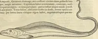 An illustration from Historia naturalis Brasiliae, : auspicio et beneficio illustriss. I. Mauritii Com. Nassau ... adornata : in qua non tantum plantæ et animalia, sed et indigenarum morbi, ingenia et mores describuntur et iconibus supra quingentas illustrantur (1648)