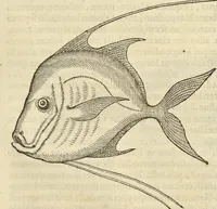 Picture 273 of 397 from Historia naturalis Brasiliae, : auspicio et beneficio illustriss. I. Mauritii Com. Nassau ... adornata : in qua non tantum plantæ et animalia, sed et indigenarum morbi, ingenia et mores describuntur et iconibus supra quingentas illustrantur (1648), leaf 308