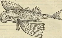 An illustration from Historia naturalis Brasiliae, : auspicio et beneficio illustriss. I. Mauritii Com. Nassau ... adornata : in qua non tantum plantæ et animalia, sed et indigenarum morbi, ingenia et mores describuntur et iconibus supra quingentas illustrantur (1648)