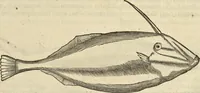 An illustration from Historia naturalis Brasiliae, : auspicio et beneficio illustriss. I. Mauritii Com. Nassau ... adornata : in qua non tantum plantæ et animalia, sed et indigenarum morbi, ingenia et mores describuntur et iconibus supra quingentas illustrantur (1648)