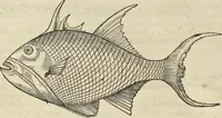 An illustration from Historia naturalis Brasiliae, : auspicio et beneficio illustriss. I. Mauritii Com. Nassau ... adornata : in qua non tantum plantæ et animalia, sed et indigenarum morbi, ingenia et mores describuntur et iconibus supra quingentas illustrantur (1648)