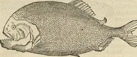 An illustration from Historia naturalis Brasiliae, : auspicio et beneficio illustriss. I. Mauritii Com. Nassau ... adornata : in qua non tantum plantæ et animalia, sed et indigenarum morbi, ingenia et mores describuntur et iconibus supra quingentas illustrantur (1648)