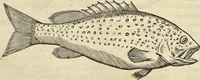 An illustration from Historia naturalis Brasiliae, : auspicio et beneficio illustriss. I. Mauritii Com. Nassau ... adornata : in qua non tantum plantæ et animalia, sed et indigenarum morbi, ingenia et mores describuntur et iconibus supra quingentas illustrantur (1648)