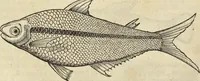 An illustration from Historia naturalis Brasiliae, : auspicio et beneficio illustriss. I. Mauritii Com. Nassau ... adornata : in qua non tantum plantæ et animalia, sed et indigenarum morbi, ingenia et mores describuntur et iconibus supra quingentas illustrantur (1648)