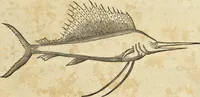 Picture 280 of 397 from Historia naturalis Brasiliae, : auspicio et beneficio illustriss. I. Mauritii Com. Nassau ... adornata : in qua non tantum plantæ et animalia, sed et indigenarum morbi, ingenia et mores describuntur et iconibus supra quingentas illustrantur (1648), leaf 318