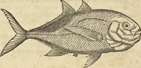 An illustration from Historia naturalis Brasiliae, : auspicio et beneficio illustriss. I. Mauritii Com. Nassau ... adornata : in qua non tantum plantæ et animalia, sed et indigenarum morbi, ingenia et mores describuntur et iconibus supra quingentas illustrantur (1648)