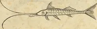 An illustration from Historia naturalis Brasiliae, : auspicio et beneficio illustriss. I. Mauritii Com. Nassau ... adornata : in qua non tantum plantæ et animalia, sed et indigenarum morbi, ingenia et mores describuntur et iconibus supra quingentas illustrantur (1648)