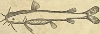 An illustration from Historia naturalis Brasiliae, : auspicio et beneficio illustriss. I. Mauritii Com. Nassau ... adornata : in qua non tantum plantæ et animalia, sed et indigenarum morbi, ingenia et mores describuntur et iconibus supra quingentas illustrantur (1648)
