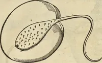 An illustration from Historia naturalis Brasiliae, : auspicio et beneficio illustriss. I. Mauritii Com. Nassau ... adornata : in qua non tantum plantæ et animalia, sed et indigenarum morbi, ingenia et mores describuntur et iconibus supra quingentas illustrantur (1648)