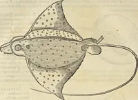 An illustration from Historia naturalis Brasiliae, : auspicio et beneficio illustriss. I. Mauritii Com. Nassau ... adornata : in qua non tantum plantæ et animalia, sed et indigenarum morbi, ingenia et mores describuntur et iconibus supra quingentas illustrantur (1648)