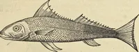 An illustration from Historia naturalis Brasiliae, : auspicio et beneficio illustriss. I. Mauritii Com. Nassau ... adornata : in qua non tantum plantæ et animalia, sed et indigenarum morbi, ingenia et mores describuntur et iconibus supra quingentas illustrantur (1648)