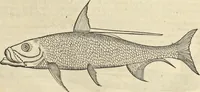 An illustration from Historia naturalis Brasiliae, : auspicio et beneficio illustriss. I. Mauritii Com. Nassau ... adornata : in qua non tantum plantæ et animalia, sed et indigenarum morbi, ingenia et mores describuntur et iconibus supra quingentas illustrantur (1648)