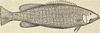 An illustration from Historia naturalis Brasiliae, : auspicio et beneficio illustriss. I. Mauritii Com. Nassau ... adornata : in qua non tantum plantæ et animalia, sed et indigenarum morbi, ingenia et mores describuntur et iconibus supra quingentas illustrantur (1648)