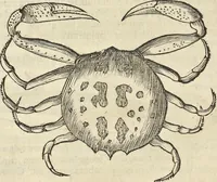 Picture 292 of 397 from Historia naturalis Brasiliae, : auspicio et beneficio illustriss. I. Mauritii Com. Nassau ... adornata : in qua non tantum plantæ et animalia, sed et indigenarum morbi, ingenia et mores describuntur et iconibus supra quingentas illustrantur (1648), leaf 329