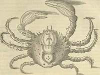 An illustration from Historia naturalis Brasiliae, : auspicio et beneficio illustriss. I. Mauritii Com. Nassau ... adornata : in qua non tantum plantæ et animalia, sed et indigenarum morbi, ingenia et mores describuntur et iconibus supra quingentas illustrantur (1648)